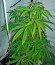 Сорт Santa Sativa fem (Dinafem Seeds)