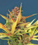 Сорт Sour Diesel Autoflowering fem (Dinafem Seeds)