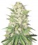 Сорт Goji Haze fem (Sumo Seeds)