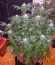 Сорт Kaia Kush fem (Green House Seed)