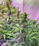 Сорт Northern Lights Auto fem (Herbies Seeds)