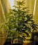 Сорт Black Jack Auto fem (Sweet Seeds)
