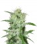 Сорт Auto Speed Bud fem (Female Seeds)