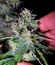 Сорт Fast Bud Auto fem (Sweet Seeds)