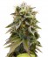 Сорт Lemon Thai Kush reg от Humboldt Seeds