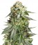 Сорт Remo Chemo fem (Dinafem Seeds)