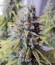 Сорт Big Foot fem (Sweet Seeds)