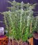 Сорт Kaia Kush fem (Green House Seed)