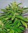 Сорт Jack Herer fem (Green House Seeds)