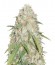 Сорт Kripple Roulette fem (Dr. Krippling Seeds)