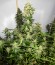 Сорт Wipeout Express Auto fem