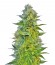Сорт Jack Herer fem (Vision Seeds)