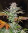 Сорт Jack 47 F1 Fast Version fem (Sweet Seeds)