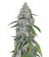 Сорт West Coast O.G. Auto fem (FastBuds)