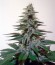 Сорт White Berry fem (Paradise Seeds)