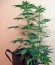 Сорт Auto California Kush fem (00 Seeds)
