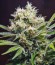 Сорт S.A.D. Sweet Afgani Delicious F1 Fast Version fem (Sweet Seeds)