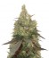 Сорт Bud Bud Bling Tingz fem (Dr. Krippling Seeds)