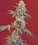 Сорт San Fernando Lemon Kush fem (Sweet Seeds)