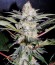 Сорт S.A.D. Sweet Afgani Delicious S1 fem (Sweet Seeds)