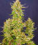 Сорт Keep Frosted Guava Autoflower fem (Seedkeepers)