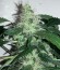 Сорт White Widow x Big Bud fem (Female Seeds)