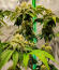 Сорт Watermelon Zkittlez Fast Version fem (Easy Grow Seeds)