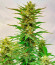 Сорт Frostbanger Auto F3 fem (FastBuds)