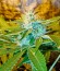 Сорт Chronic Haze fem (World of Seeds)