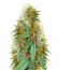Сорт Medical 49 CBD+ fem (Vision Seeds)