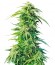 Сорт Super Hindu Kush reg (Sumo Seeds)
