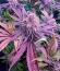 Сорт Booberry Cookies RBX fem (Ethos Genetics)