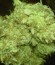 Сорт Dance World CBD fem (Royal Queen Seeds)