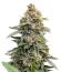 Сорт Grease Monkey Autoflower fem (Easy Grow Seeds)