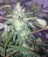 Сорт Red Leicester Tease fem (Dr. Krippling Seeds)