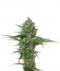 Сорт Northern Express Auto fem