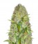 Сорт Super Skunk fem (Vision Seeds)