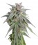 Сорт Blue Mystic fem (Nirvana Seeds)