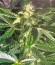 Сорт Afghan Kush Special fem (World of Seeds)
