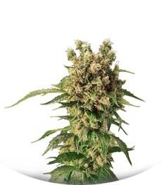California Hash Plant fem (Dinafem Seeds)