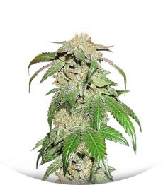 Canadian Kush fem (Medical Seeds)