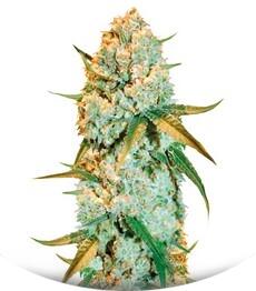 Special Crystal Haze fem (Bulk Seed Bank)