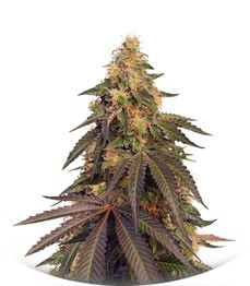 Cream Caramel CBD fem (Sweet Seeds)