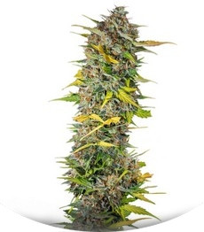 Cream Mandarine Auto fem (Sweet Seeds)