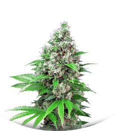 Killer Kush F1 Fast Version fem (Sweet Seeds)