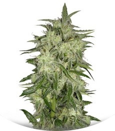 Lemon OG Haze fem (Nirvana Seeds)