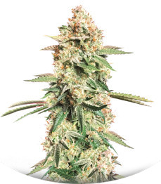 Sweet Cherry Pie fem (Sweet Seeds)