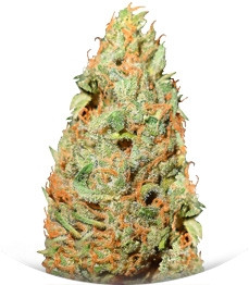 El Alquimista fem (Samsara Seeds)