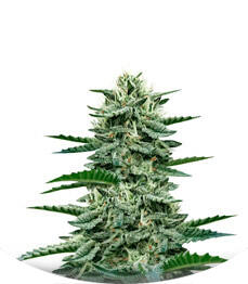 Fast Flowering OGKZ fem (Humboldt Seeds)
