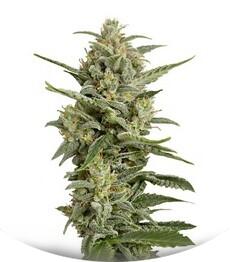 White Widow XXL Autoflowering fem (Dinafem Seeds)